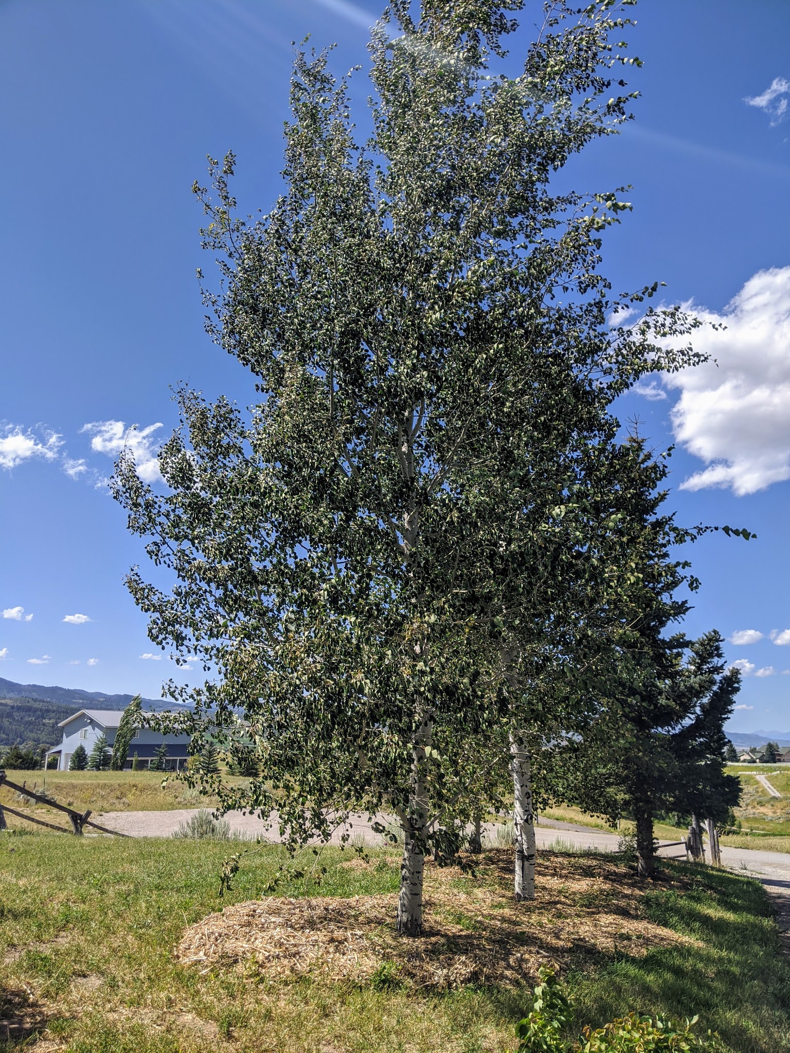 Fruit Tree Pruning at Its Best What is the Drip Line of a Tree?