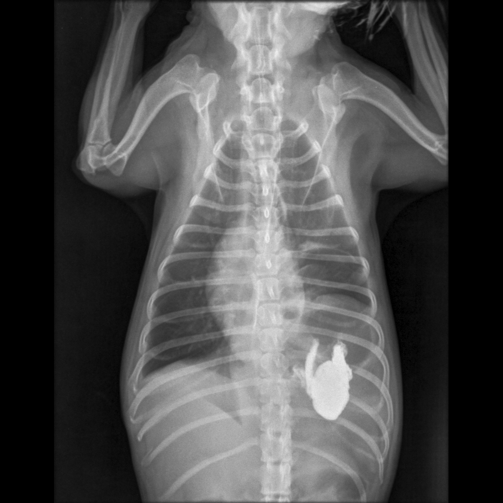 Radiodiagnóstico Veterinário Yorkshire, 05 anos.