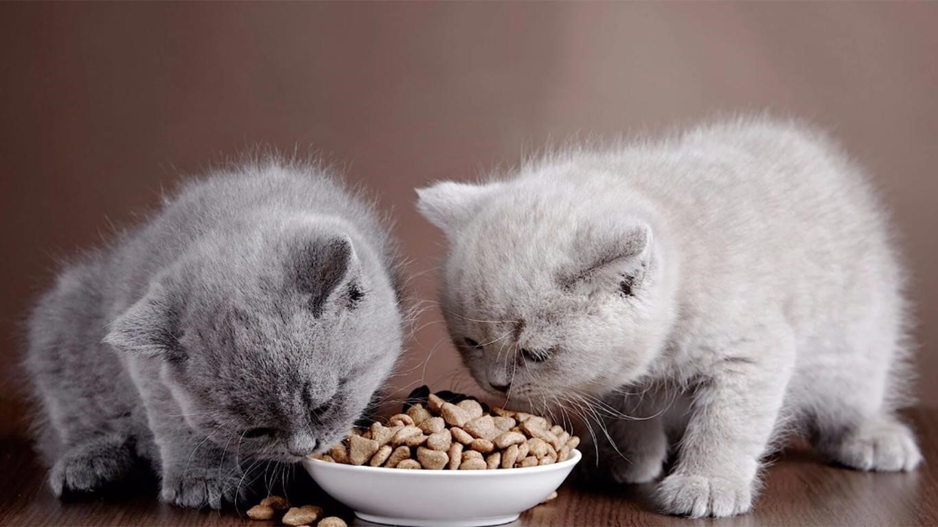 Agar Nutrisi Terpenuhi Yuk Simak 5 Cara Memilih Jenis Makanan Kucing Yang Tepat Ruberuky The Cat World