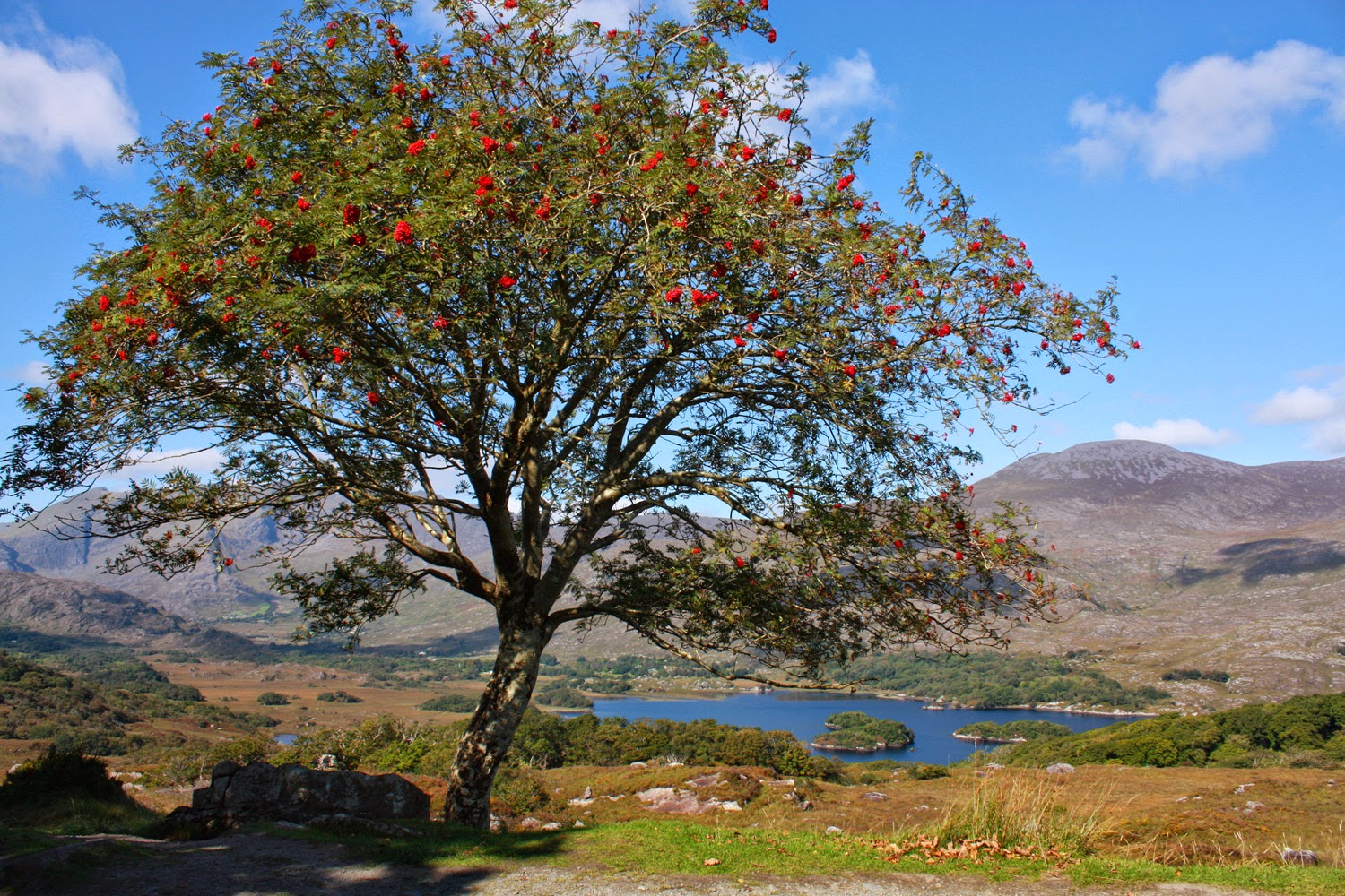где растут кусты. бузина кистистая. бузина черная куст. где растут кусты. бузина красная.