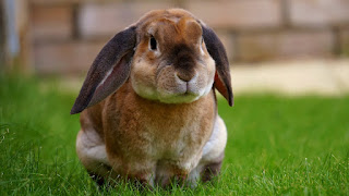 rabbit - pics for desktop