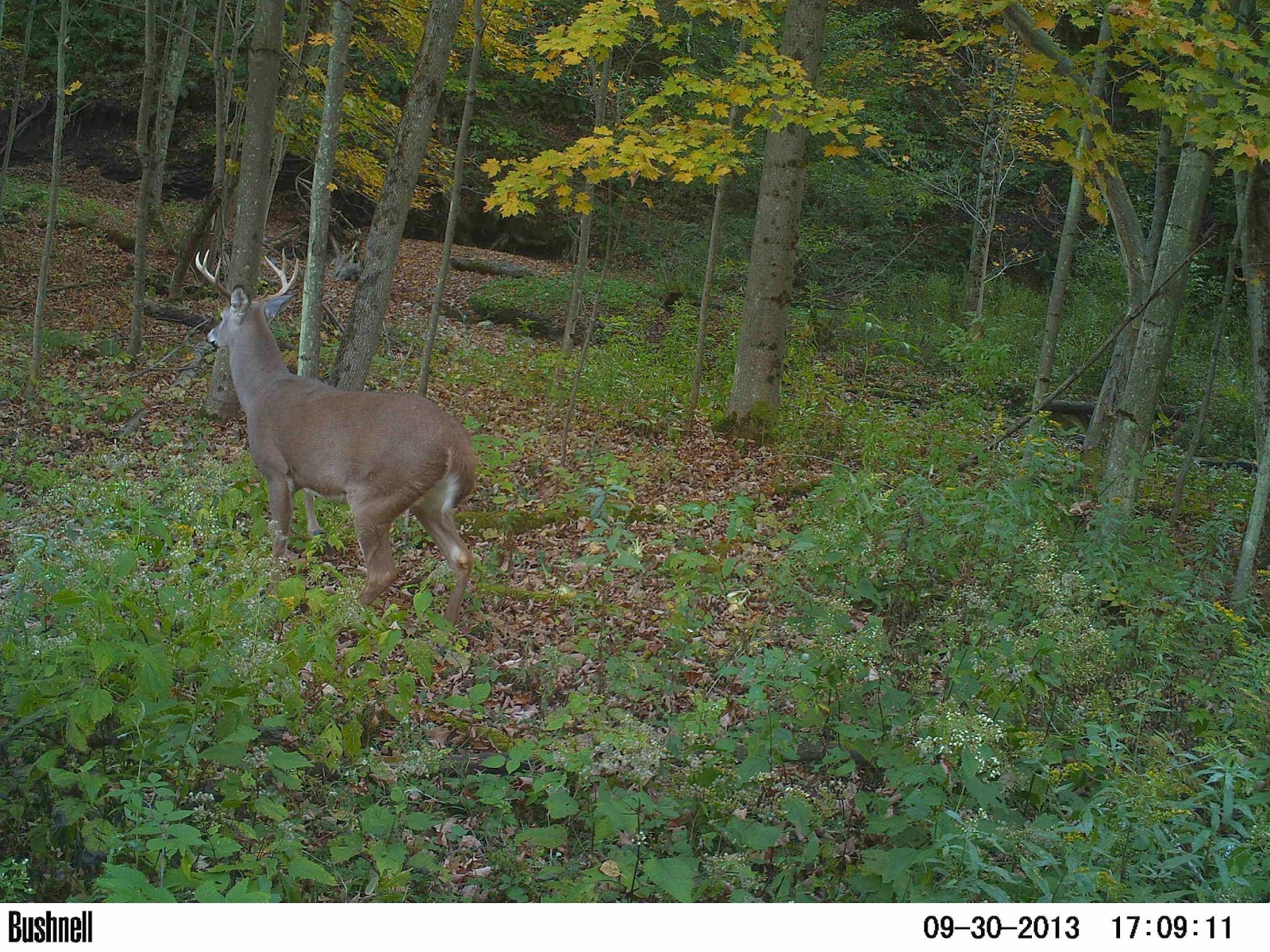 Massachusetts Deer Hunting November 2013