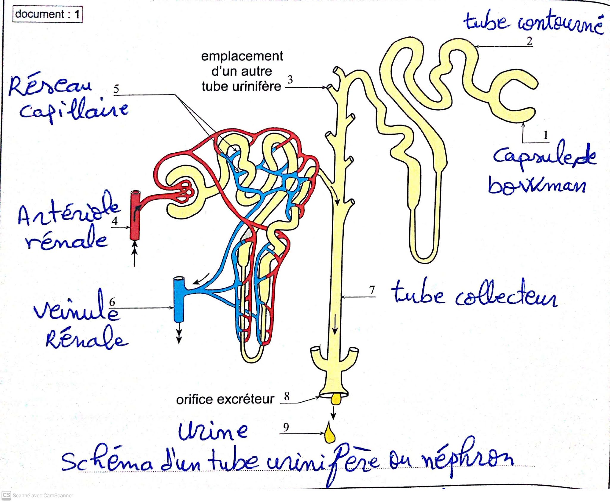 'L’excrétion urinaire