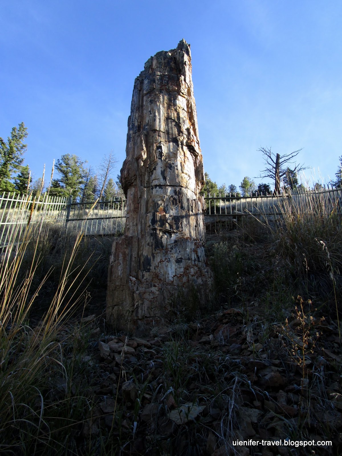 Окаменелое дерево. Йеллоустоун, Вайоминг (Yellowstone National Park, WY)