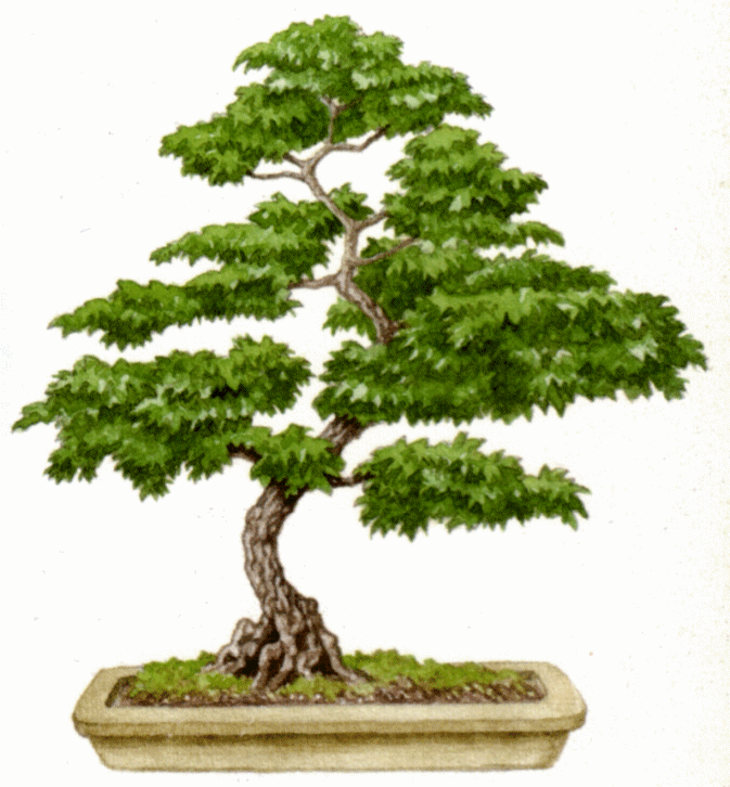 bonsai tree clipart - photo #2
