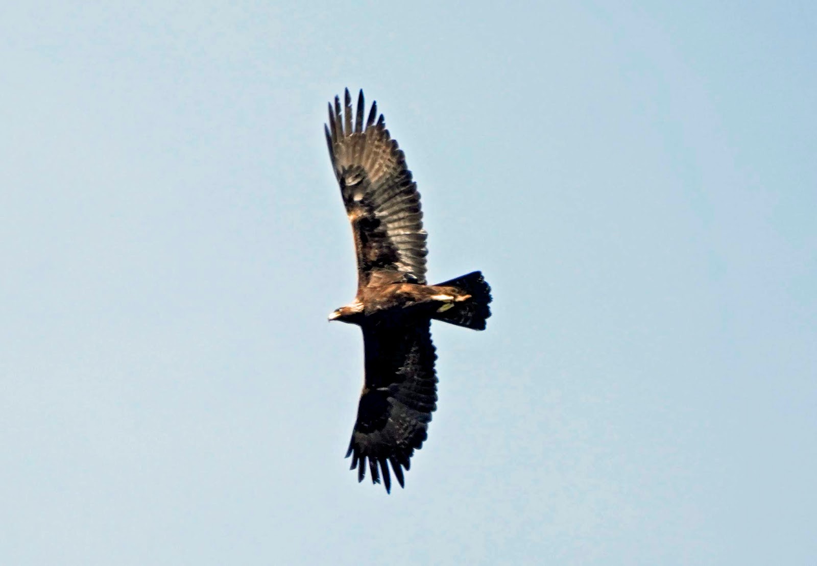 Mid Sierra Musings A Surprise Golden Eagle Story Part 1