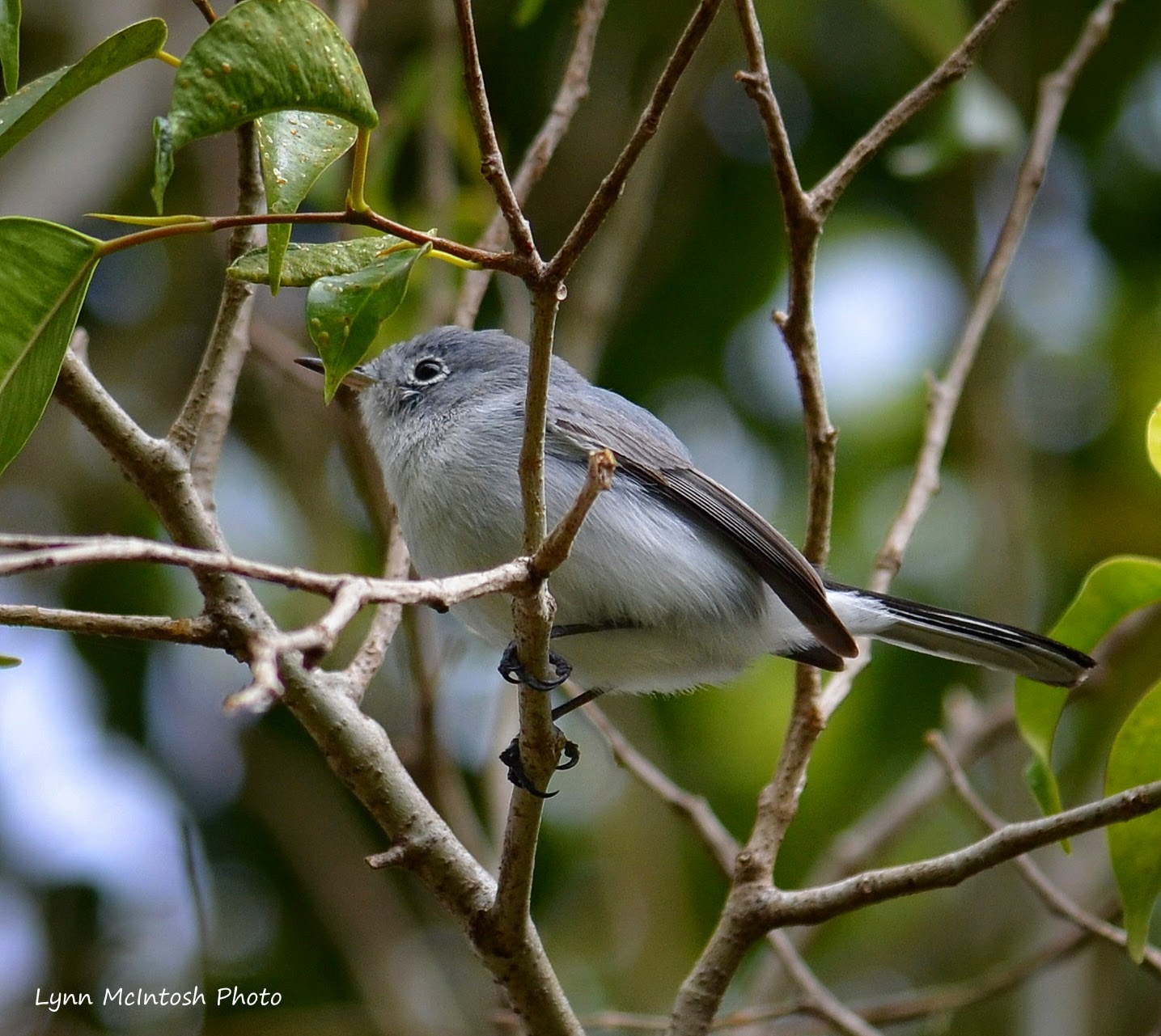 Blue-Grey Gnatcatcher