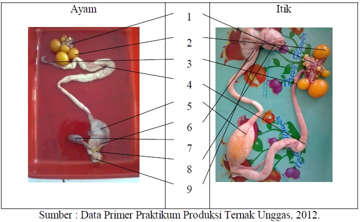 JURNAL ANATOMI DAN FISIOLOGI UNGGAS PDF