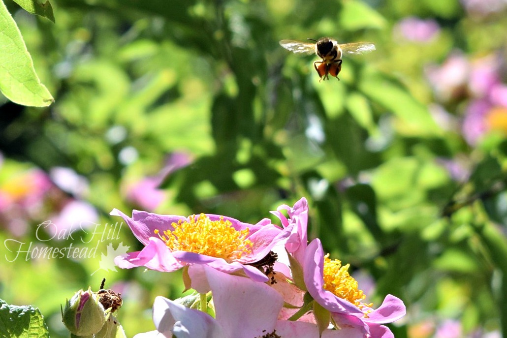 Picking Up the Bees Oak Hill Homestead