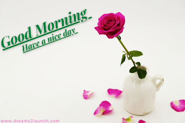 good morning rose flowers