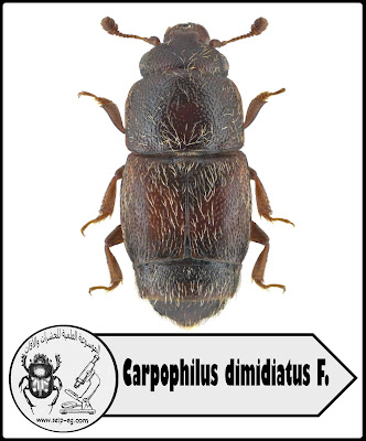 خنفساء الثمار ذات البقعتين وخنفساء الثمار الجافة Carpophilus hemipterus L.& Carpophilus dimidiatus F.