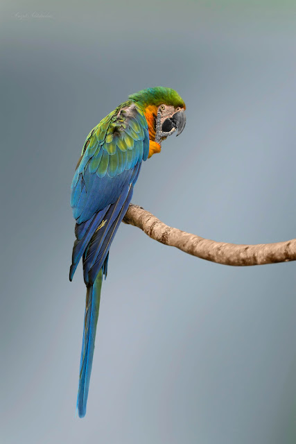 Animals photos Animals photos