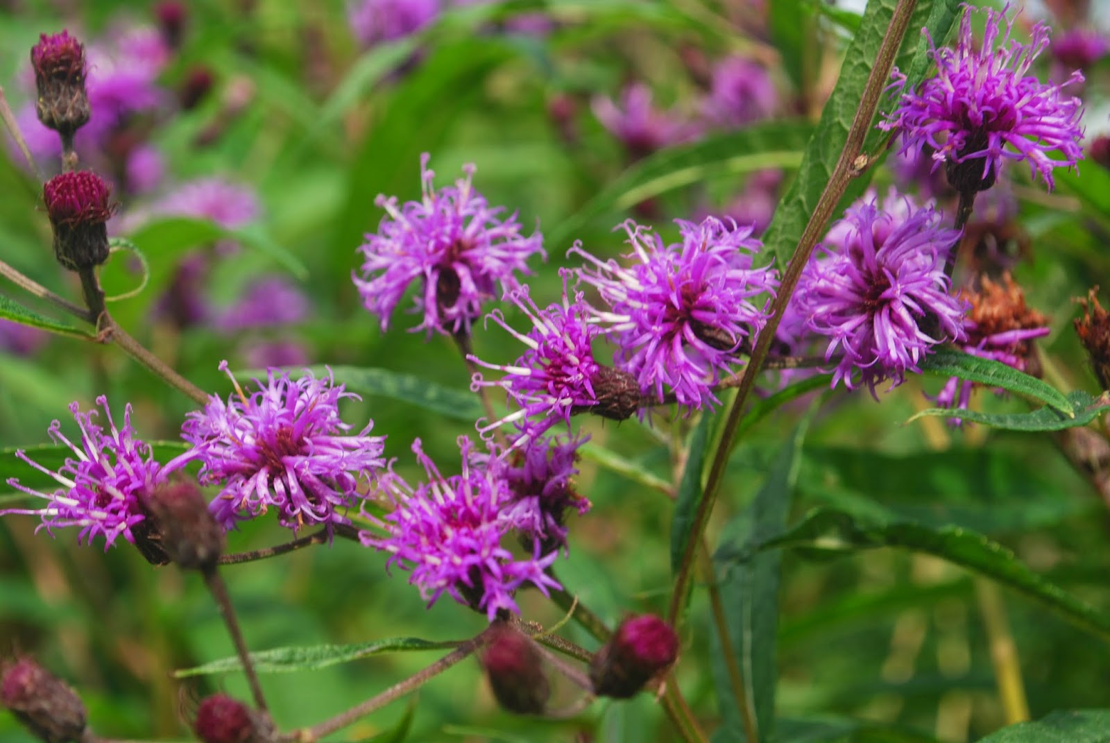 Cullowhee Community Garden