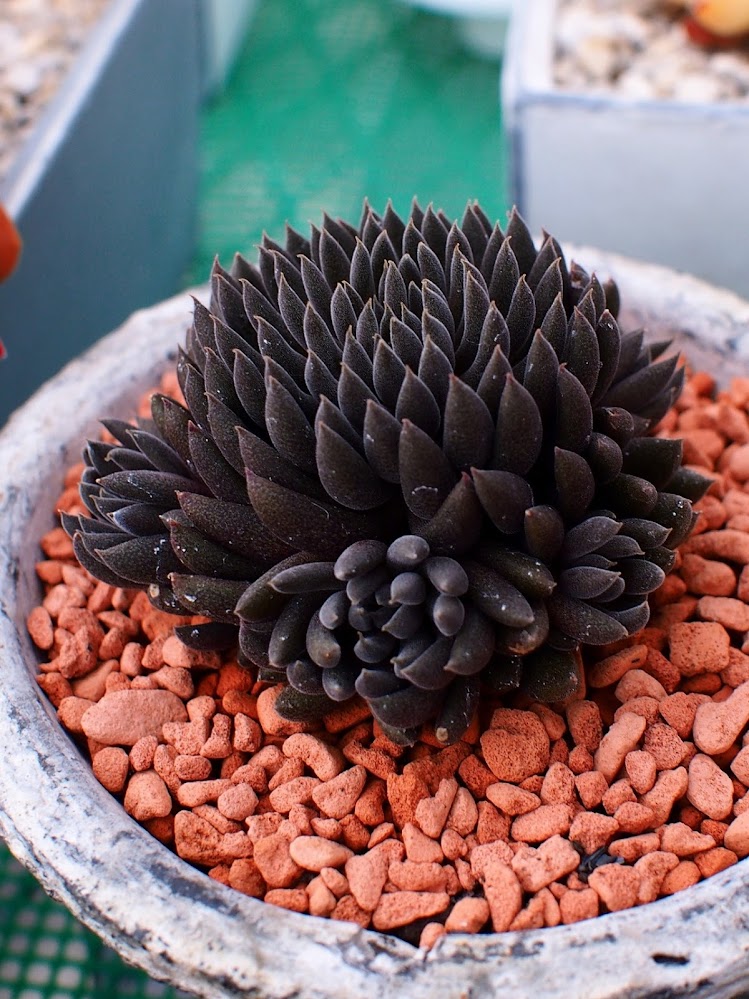 fPdecor_Black-Succulents