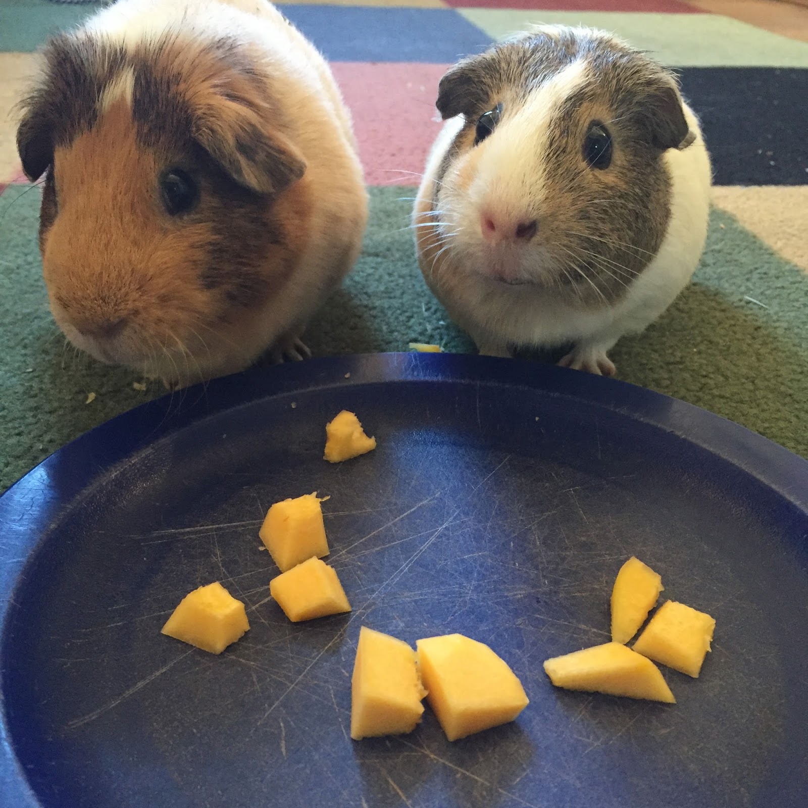 Cavy Savvy A Guinea Pig Blog Can Guinea Pigs Eat Carnival Squash?