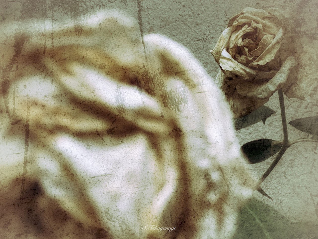 Rose 壁紙用写真　バラ