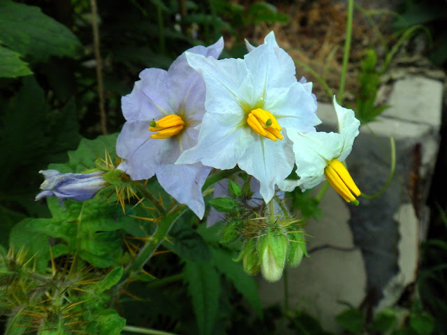 Solanum sisymbriifolium (Litchi Tomato)