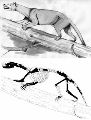 marsupiales prehistoricos Prothylacinus