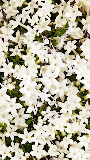 चमेली के फूल के गजब के फायदे नहीं जानते होंगे You may not know the amazing benefits of jasmine flower