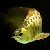 El Arowana 24k gold, uno de los peces más caros de todo el mundo