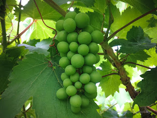 Fresh Green Fruits Of Growing Grapes In Agricultural Area At The Village North Bali Indonesia