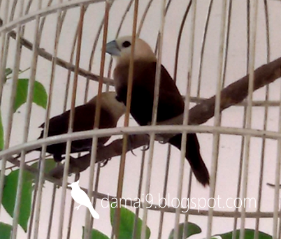 Burung Peking Emprit Haji Burung Hias Yang Sudah Mulai Langka