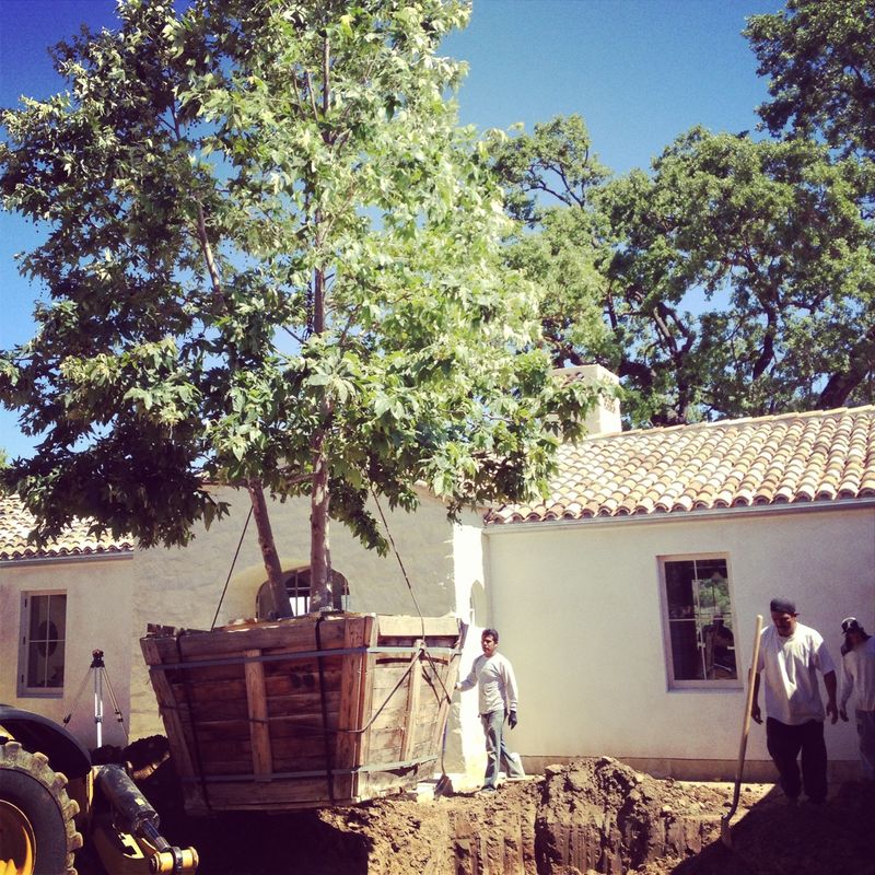 Is "Bigger Always Better?" The Truth About Plant Size