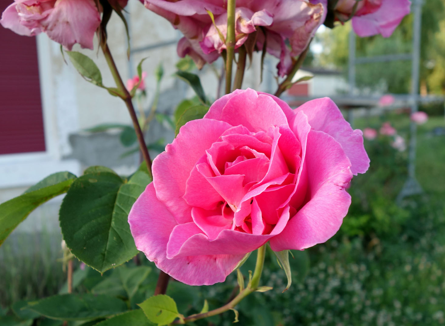 Living the life in Saint-Aignan: Encore des roses...