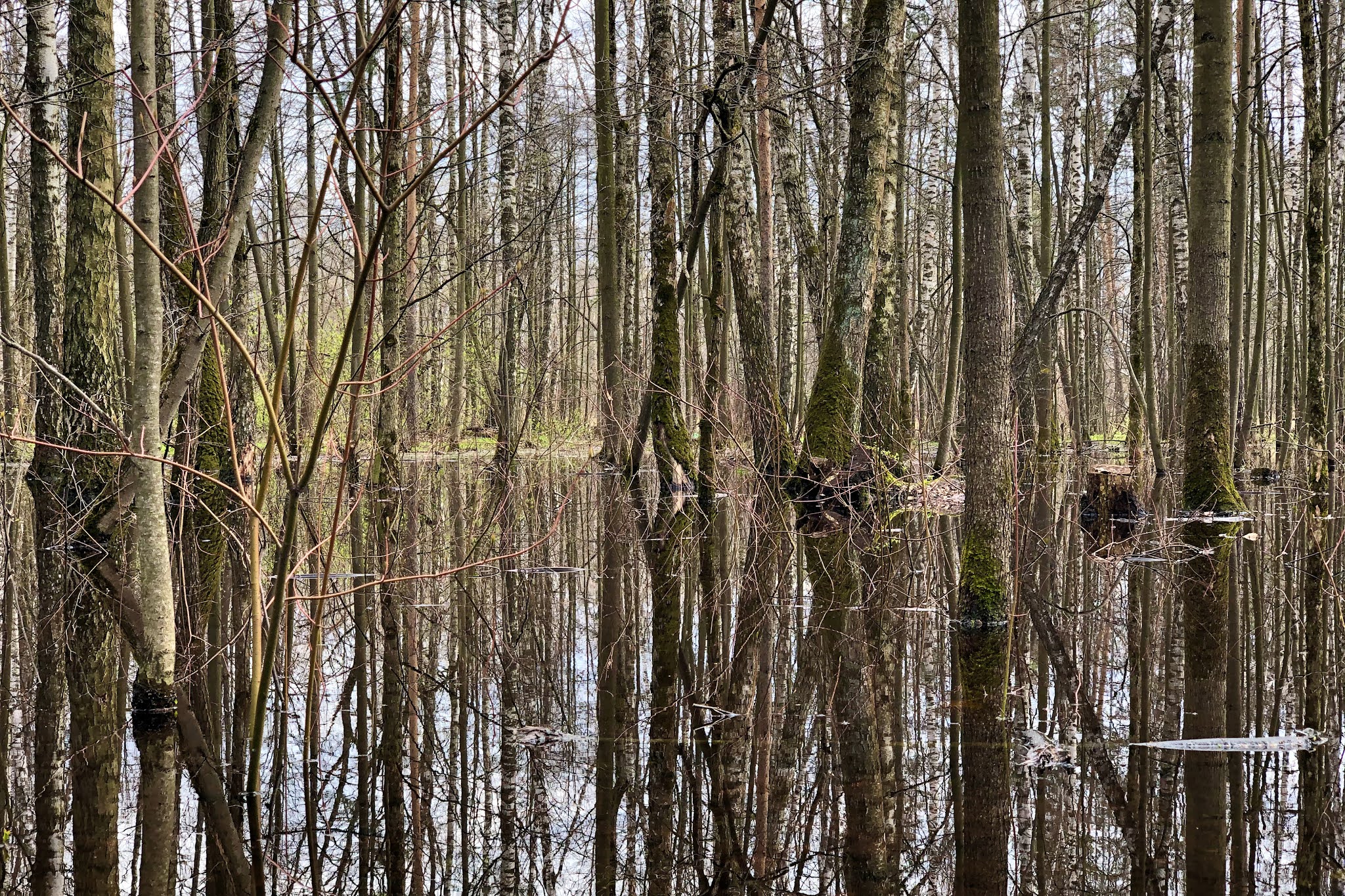 2021: Лосиный остров