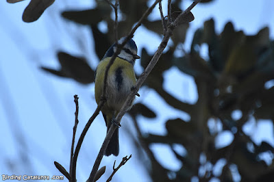 Mallerenga blava (Cyanistes caeruleus)