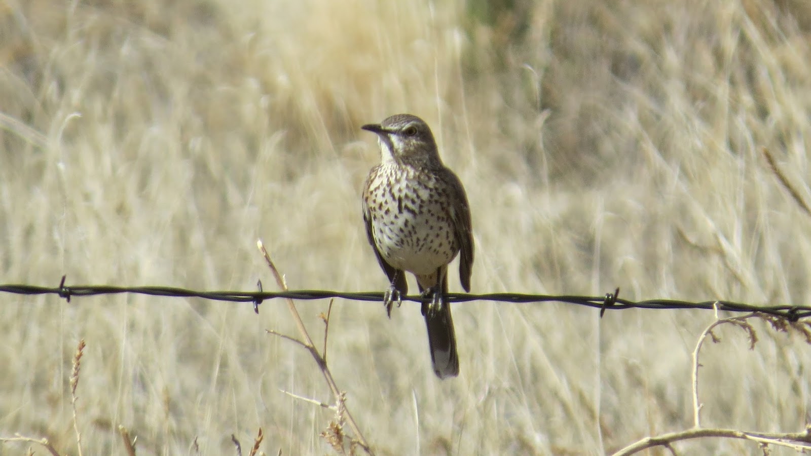 Travel & Bird with the Bruders The Birds of El Paso County, Colorado