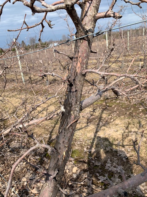 Diagnosing And Managing Fruit Tree Trunk Injuries
