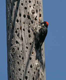 Solve bird problems using humane bird deterrents for pest bird control