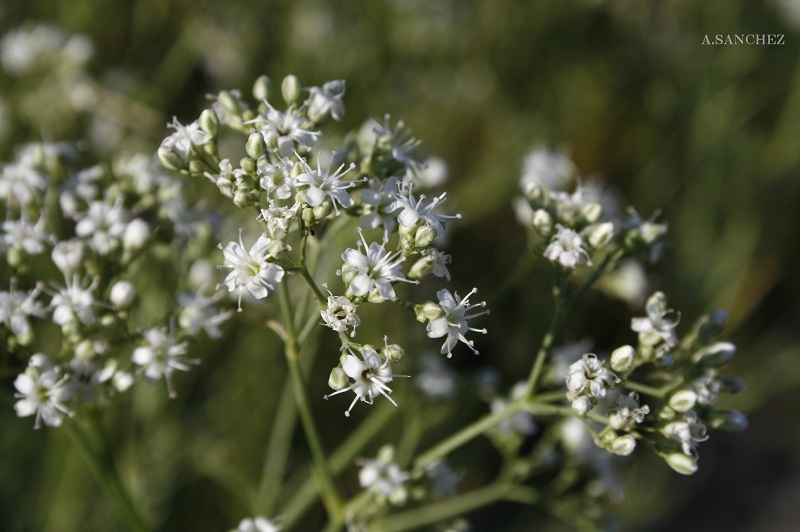 La flora de mis paseos Gypsophila struthium L. subsp. hispanica