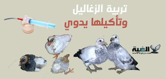 كيفية تربية الحمام الصغير وإطعامه يدويا الغية