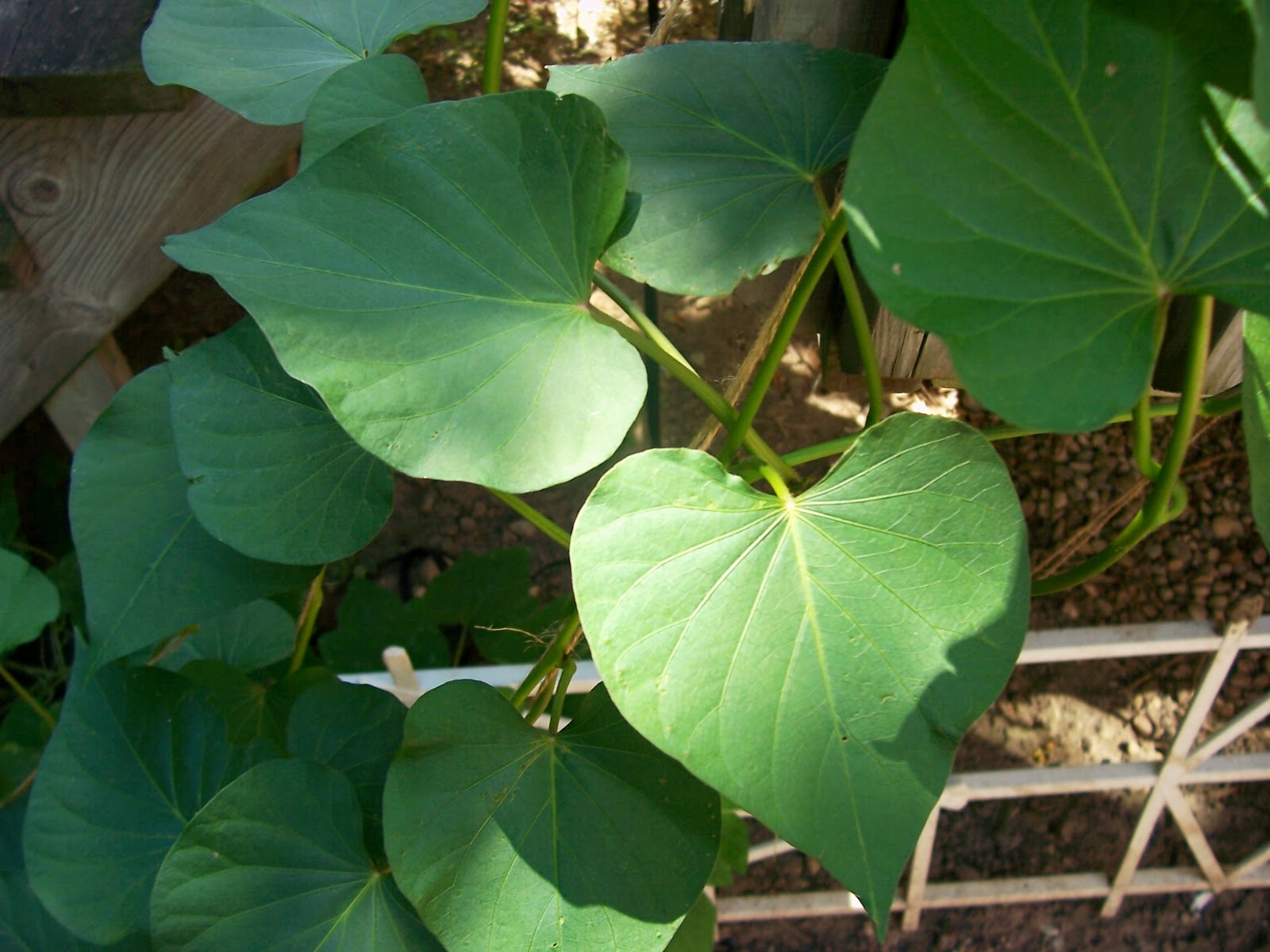 Wilke Family Homestead Sauteed Sweet Potato Leaves