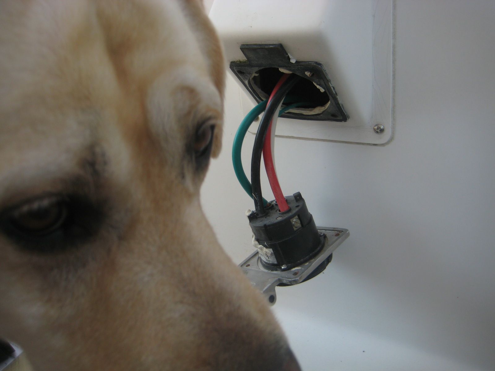 TakingPaws: SmartPlug - The Real Installation Story