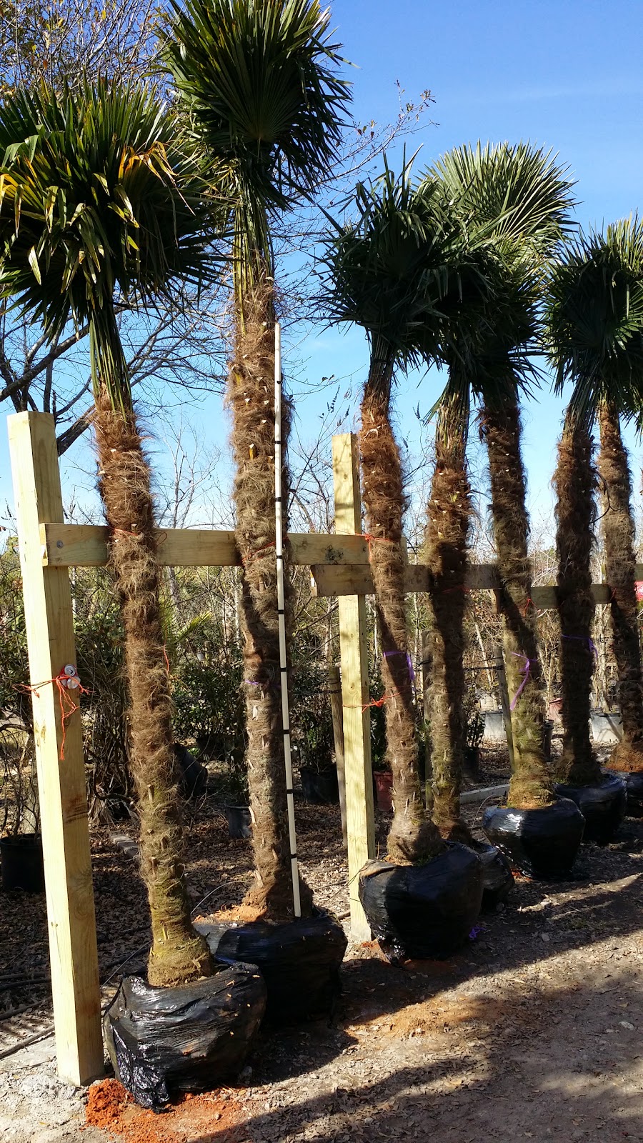 Cold Hardy Palm Trees in Houston January 2015