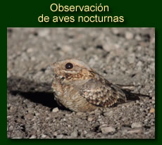 http://iberian-nature.blogspot.com.es/p/ruta-tematica-observacion-de-aves_6941.html