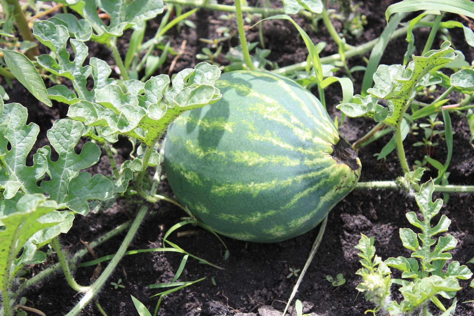 Антракноз дыни. Почему дыни гниют на грядке. Антракноз дыни. Созревшая дыня. Фузариоз арбуза.