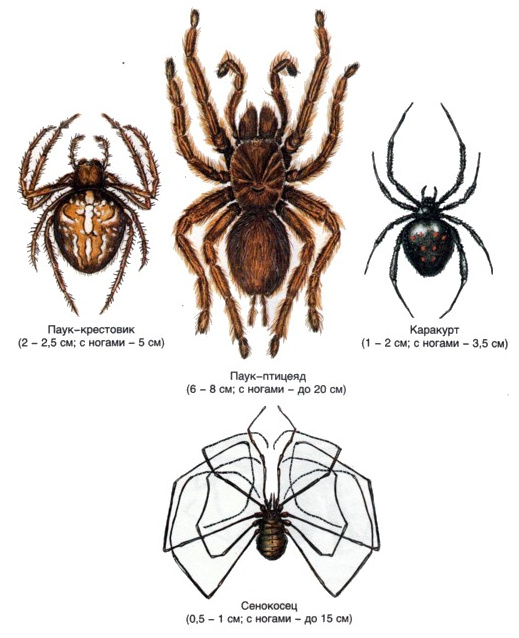 Сколько лап у пауков 6 или 8. Лапки паука. Ноги паука. Сколько ног у пауков. Паук с длинными ногами.