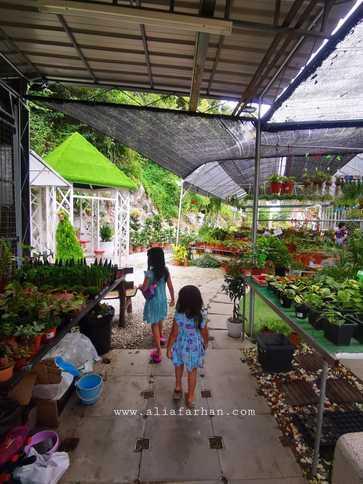 Kedai Pokok /Nursery di Penang ALIA FARHAN