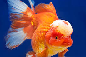 Gambar Ikan Koki