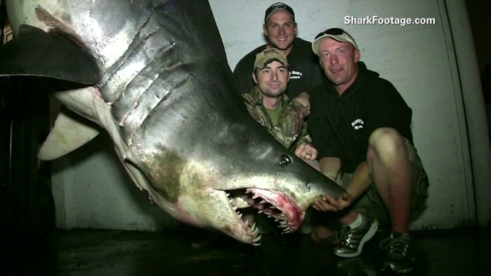 Огромный людоед. Самая крупная пойманная акула. Поймали гигантскую акулу.