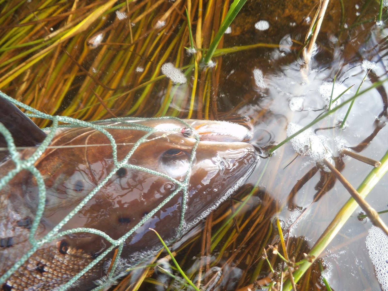 Dee & Don Salmon Fishing 3 Salmon From The River Don Today