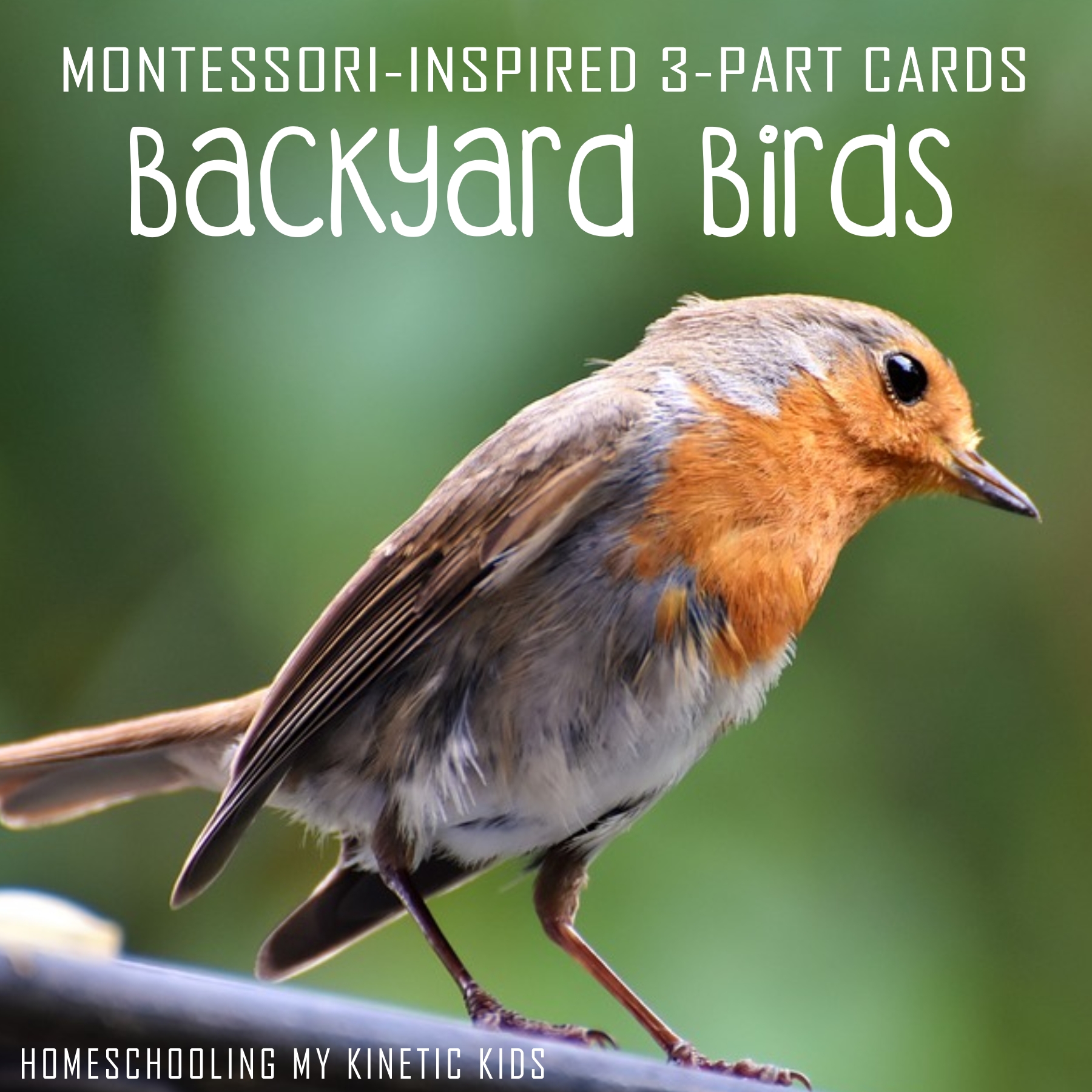montessori-inspired-backyard-birds-3-part-cards
