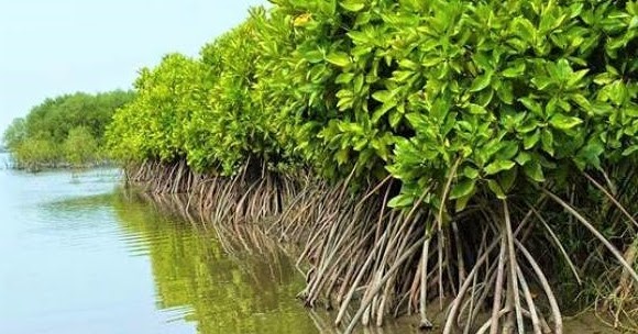 Manfaat Tanaman Bakau