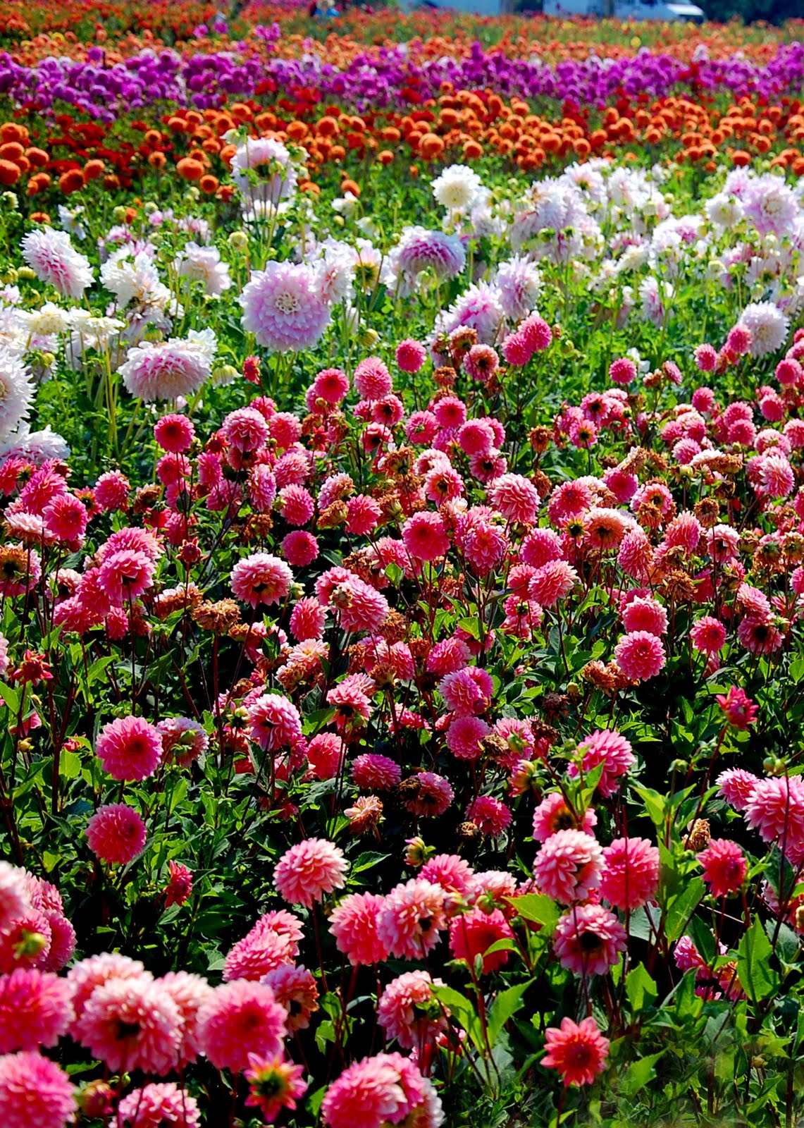 Salem, Oregon Daily Photo Diary Late Summer Blossoms
