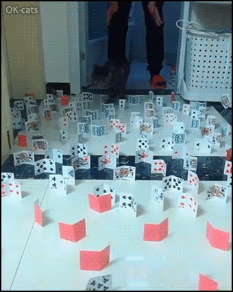 Amazing Cat GIF • Funny Quarantine challenges • Obstacle Challenge No. 7 - Cats are so clever and graceful. “What did you expect human?” Amazing Cat GIF • Funny Quarantine challenges • Obstacle Challenge No. 7 - Cats are so clever and graceful. “What did you expect human?”