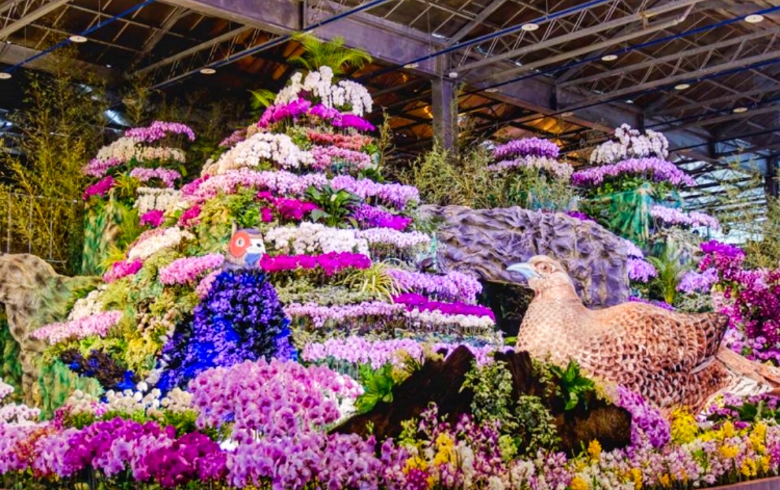 Experience Taiwan's pride for its annual International Orchid Show in